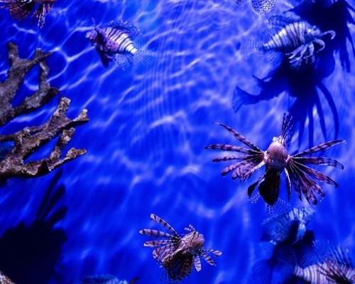 Tampa,,Florida,,Usa,The,Florida,Aquarium,May,2024,Located,In