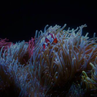 Tampa,Florida,Aquarium