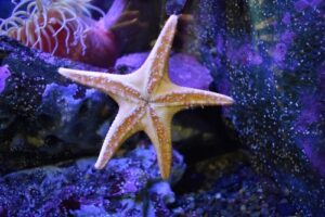 Seattle Aquarium Tickets