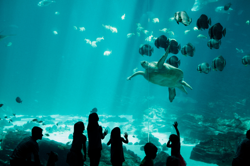 Eintrittskarten für das Georgia Aquarium