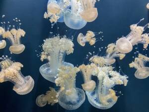 Georgia Aquarium Tickets
