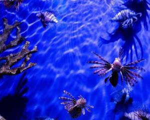 Florida Aquarium Tickets