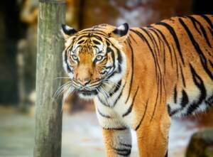 Zoo Tampa Tickets