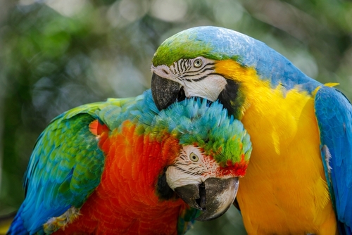 Visit Orlando - Central Florida Zoo