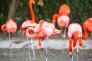Flamingo Gardens Tickets