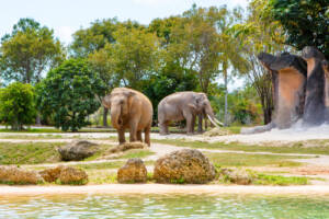 Zoo Miami Tickets