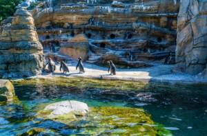 Woodland Park Zoo Tickets
