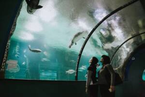 Kaartjes voor het Aquarium of the Bay