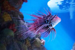 Kaartjes voor het New England Aquarium