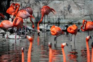 San Antonio Zoo Tickets