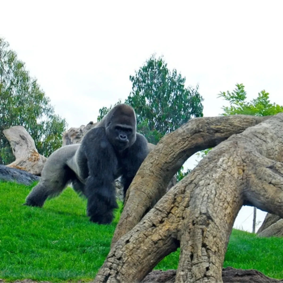ticket-price-bioparc-valencia-entrada-con-acceso-rapido