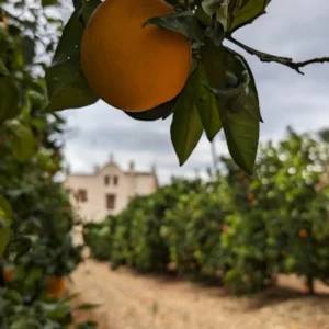 Ribera Vegetable Garden: Guided Tour of an Orange Grove from Valencia + Food Tasting