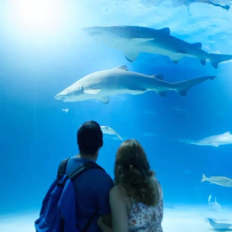 Oceanogràfic València: Entrance Ticket