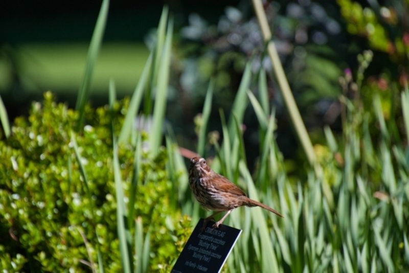 Ein Spatz, der auf einem Lied sitzt. VanDusen Botanical Gardens, Vancouver Kanada