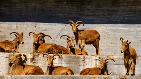 ciervos-en-el-zoológico-de-madrid