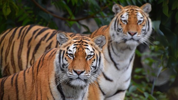 Zoo-Aquario de Madrid - Google Maps