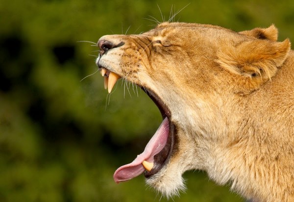 Köpenhamn-Zoo-(Google Maps)-5