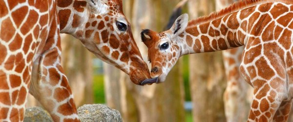 Köpenhamn-Zoo-(Google Maps)-6