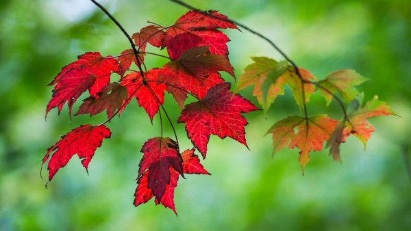 Köpenhamn-Zoo-(Google Maps)-14