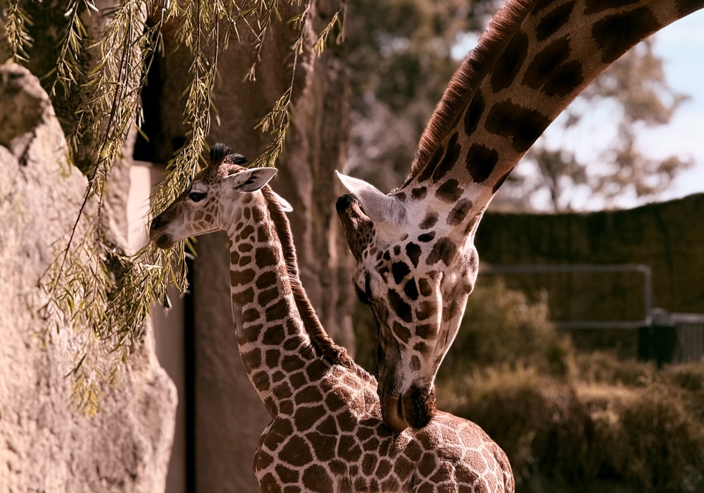 Baby,Giraffe,And,Mother,At,Melbourne,Zoo