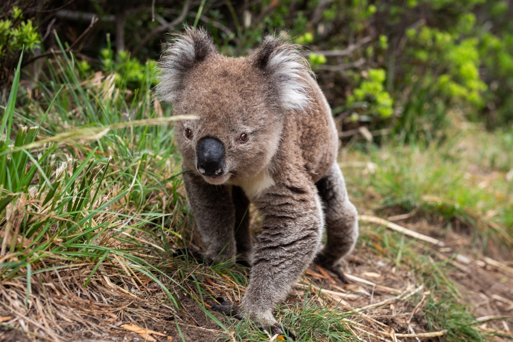 Koala,Cute,Forest,Face,Nose,Wild